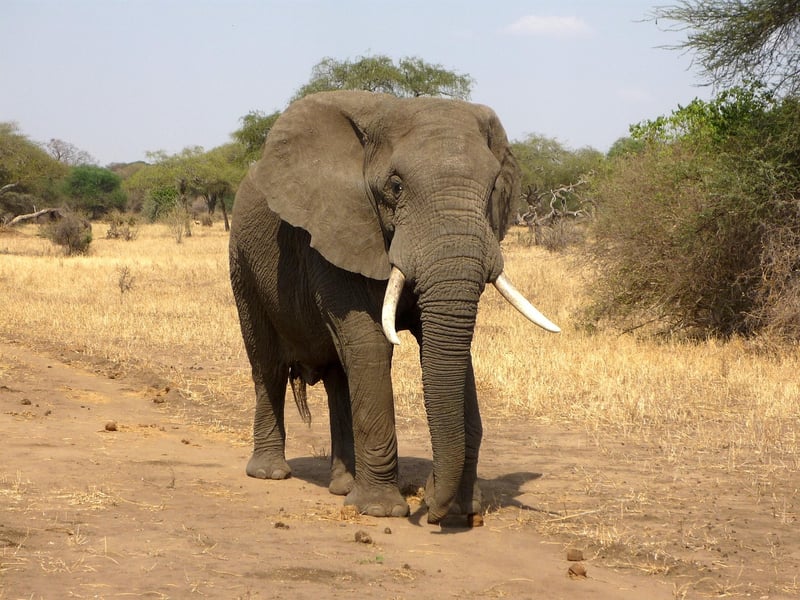 Wildlife Safari
